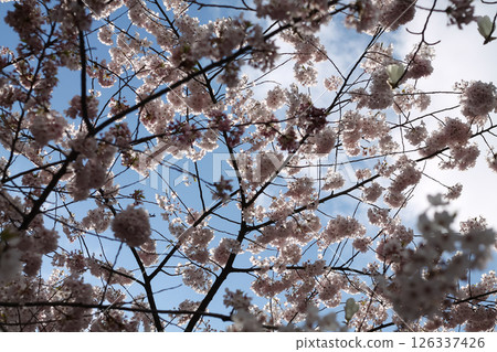 Tree Detail And Backdrop Of Japanese Flowering Cherry 126337426
