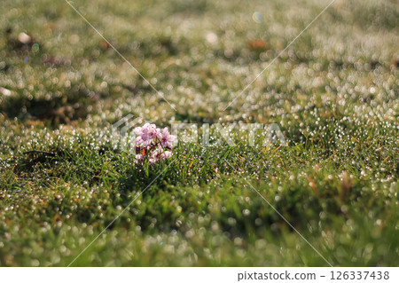 Fallen Flowering Plum Blossoms On The Dewed Grass 126337438