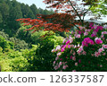 秋葉和杜鵑花 126337587