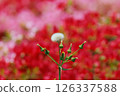 蒲公英絨毛 126337588