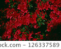 深紅杜鵑花 126337589