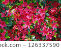 紅杜鵑花 126337590