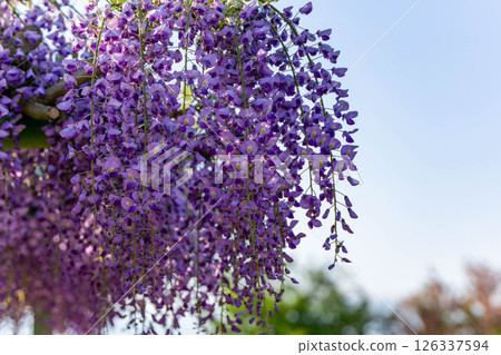 Wisteria flowers shining in the sunlight 126337594