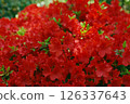 深紅杜鵑花 126337643