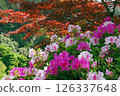 滿是盛開的杜鵑花的花園 126337648