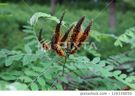 Close-up of a silverleaf flower 126338050
