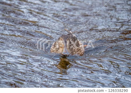 A female shoveler swimming leisurely on the surface of the water reflecting the yellow leaves of Metasequoia. A female shoveler swimming leisurely on the surface of the water reflecting the yellow leaves of Metasequoia. 126338290