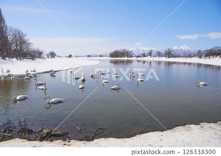 A flock of swans visiting in the spring of Hokkaido 126338300