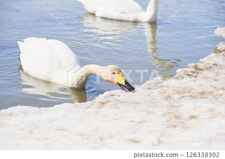 Swan visiting in spring in Hokkaido Swan visiting in spring in Hokkaido 126338302