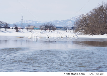 A swan flying from the water 126338308