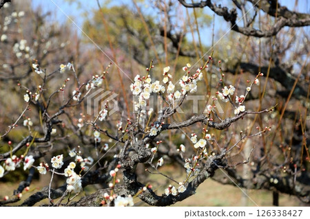 Refreshing white plum blossoms, single wild plum 126338427