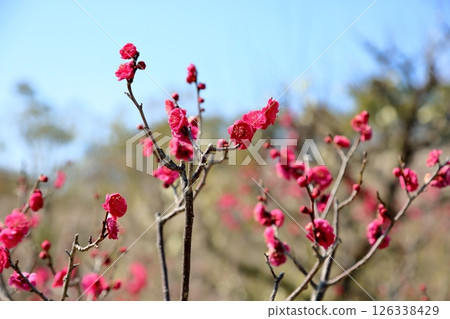 鮮豔的梅花 鹿兒島紅 126338429