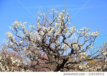 Refreshing plum blossoms, single wild plum 126338432