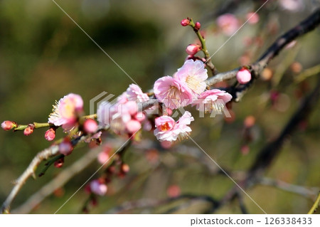 Cute pink plum blossoms 126338433