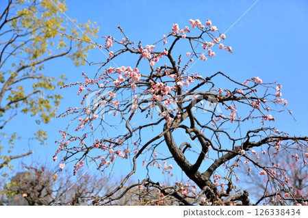 Cute pink plum blossoms 126338434