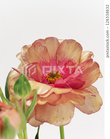 Reddish orange Ranunculus Lux flower 126338632