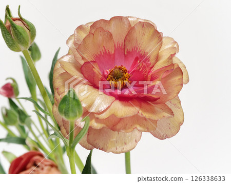 Reddish orange Ranunculus Lux flower 126338633