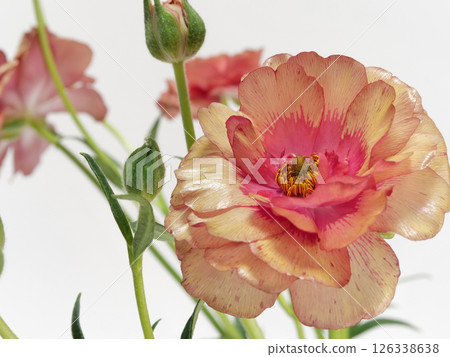 紅橙色毛茛 Lux 花 [毛茛] 126338638