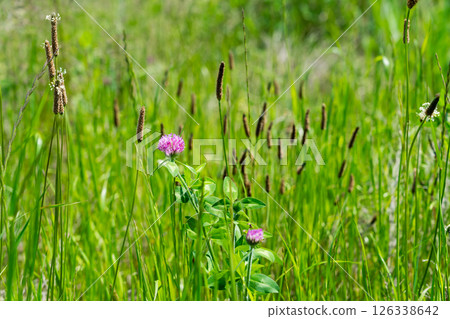 Plantain and red clover 126338642