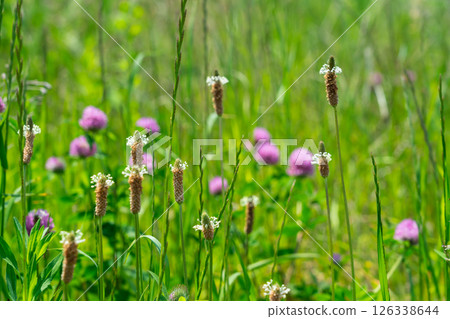 Plantain and red clover 126338644