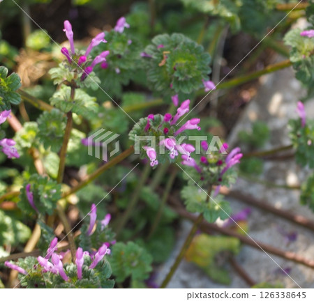 霍托肯諾扎 126338645