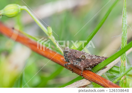 Harahishibatta 126338648