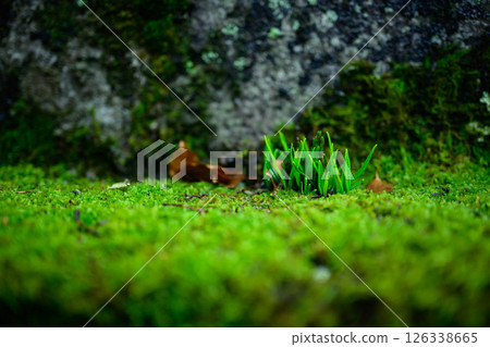 神社內的苔蘚 神社內的苔蘚 126338665