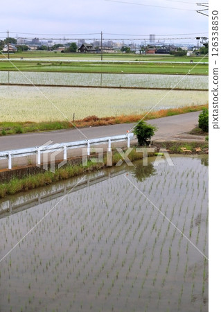 Scenery of paddy fields 126338850