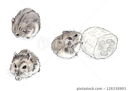 水彩畫風格的 Djungarian 倉鼠的各種姿勢 水彩畫風格的 Djungarian 倉鼠的各種姿勢 126338903