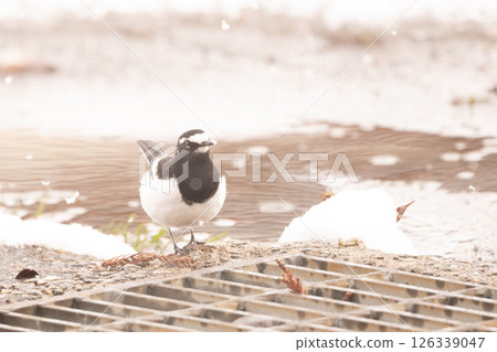 Black-backed wagtail 126339047