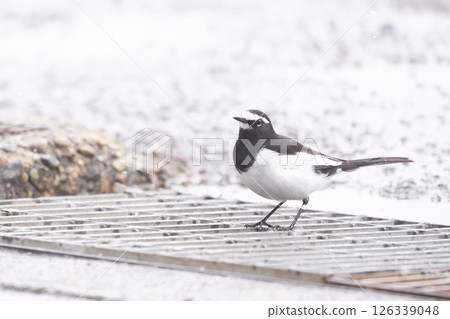 Black-backed wagtail Black-backed wagtail 126339048
