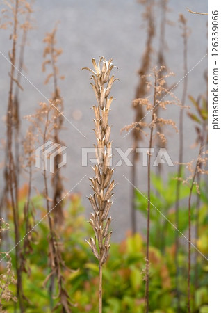 Affiliation 126339066