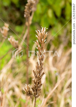 Affiliation 126339067