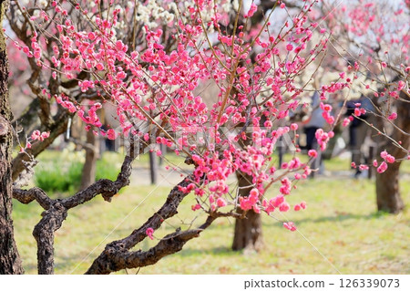 Cute plum blossoms, winter red 126339073