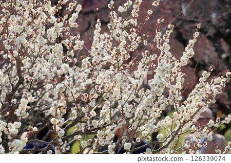 Refreshing white plum blossoms 126339074