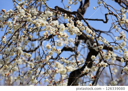 清爽的白梅花 白瀧垂 126339080
