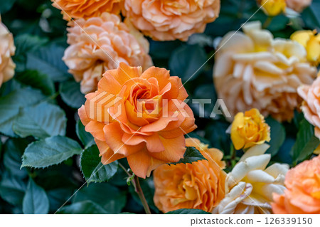 Vivid orange rose Vivid orange rose 126339150