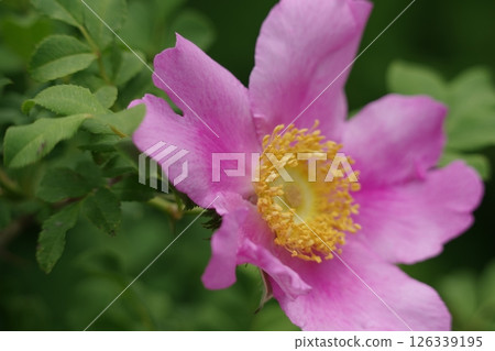 Pink roses Pink roses 126339195