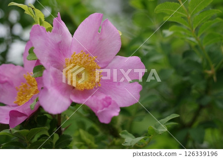 Pink roses 126339196