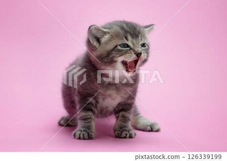 Screaming Gray Kitten with Open Mouth Showing Teeth on Pink Background 126339199