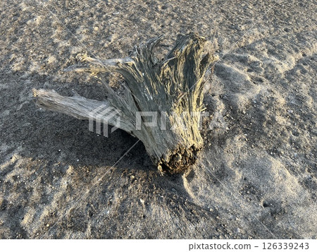 乾浮木 126339243