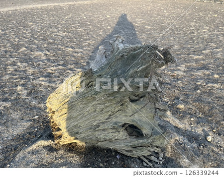 漂流木在沙灘上推出 126339244