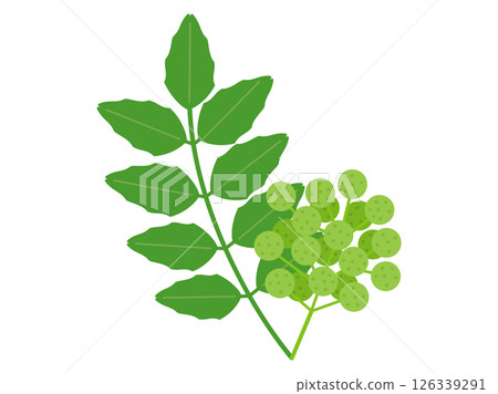 Illustration of Japanese pepper leaves and pepper berries Illustration of Japanese pepper leaves and pepper berries 126339291