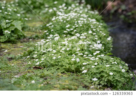 Wildflowers blooming in the stream Wildflowers blooming in the stream 126339363