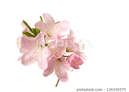 Azalea 126339375