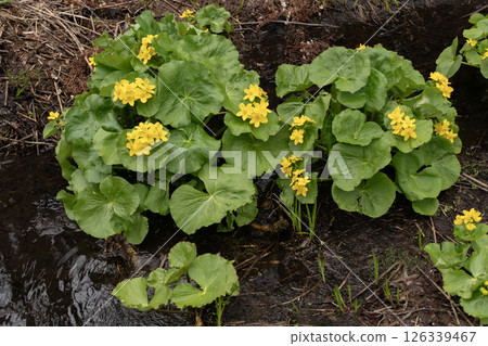 Early spring forest wildflowers Early spring forest wildflowers 126339467