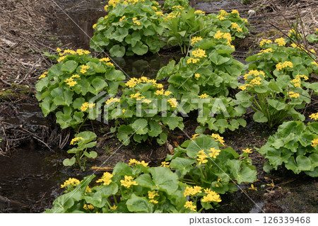 Early spring forest wildflowers Early spring forest wildflowers 126339468