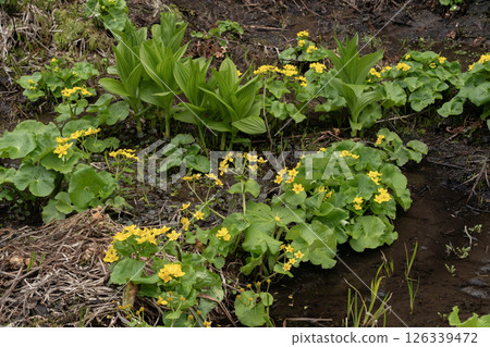 Early spring forest wildflowers Early spring forest wildflowers 126339472