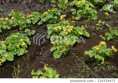 早春森林野花 早春森林野花 126339473