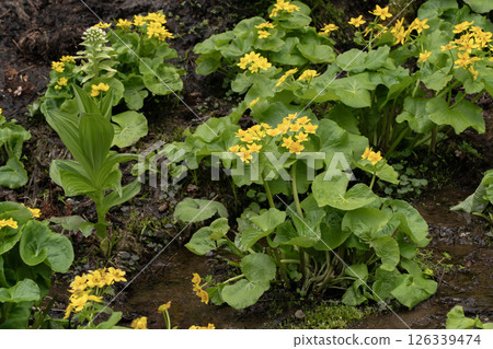 早春森林野花 126339474